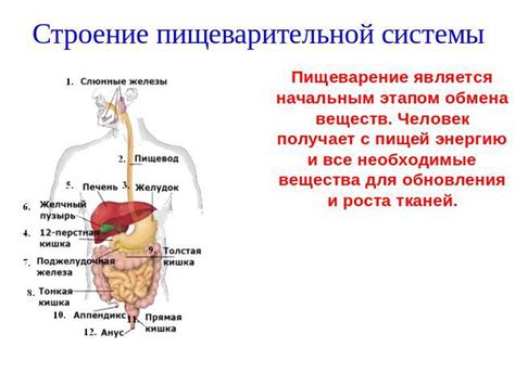 Пищеварение и его связь с рвотным рефлексом