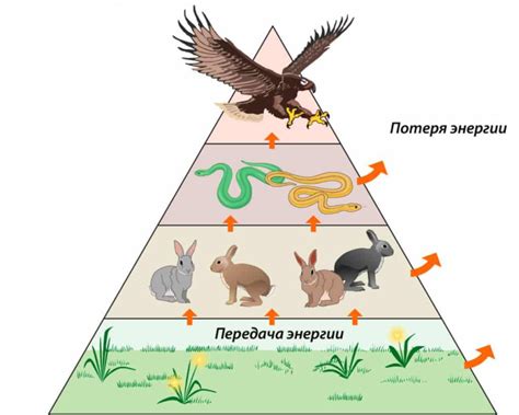 Пищевая цепочка летучих мышей