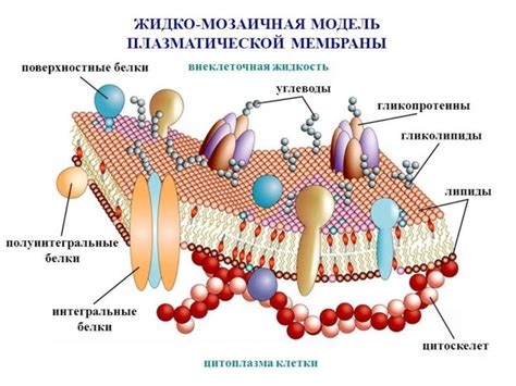 Плазматическая мембрана и транспорт веществ