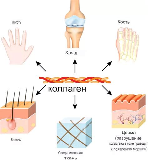 Плюсы использования коллагена