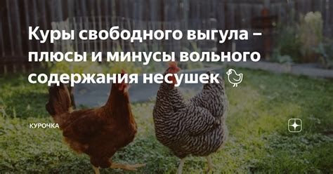 Плюсы и минусы вольного выпуска