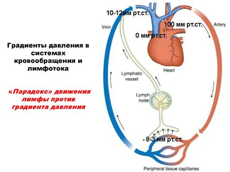 Повышение кровообращения и лимфотока