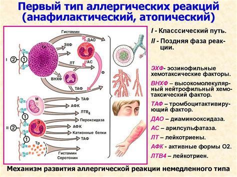 Повышенный шанс аллергической реакции