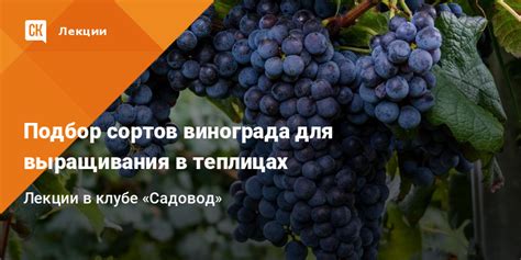 Подбор сортов винограда для выращивания на балконе