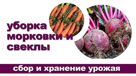 Подготовка моркови и свеклы к заморозке: