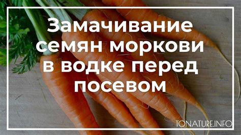 Подготовка моркови перед обрезкой