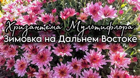 Подготовка мультифлорной хризантемы