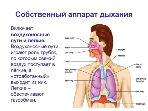 Поддержание здорового дыхательного тракта