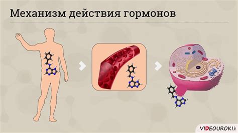 Поддержание равновесия гормонов и улучшение обмена веществ