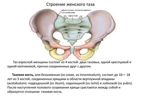 Подсознательное выражение уязвимости и отсутствия защиты: дырявый таз женщины