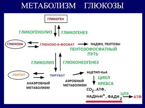 Поздняя еда и метаболические процессы