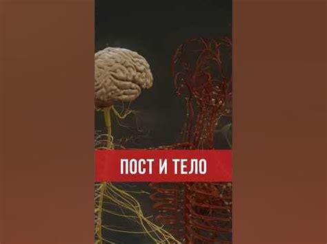 Положительное влияние на сердечно-сосудистую систему