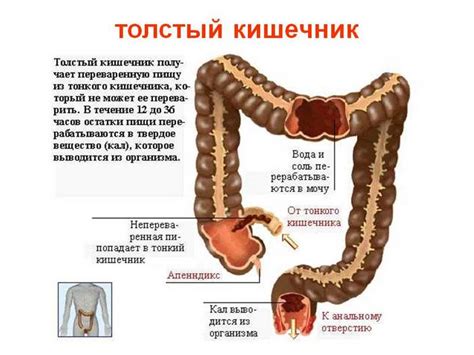 Положительное воздействие на кишечник