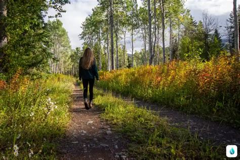 Польза лесных прогулок в зимнее время