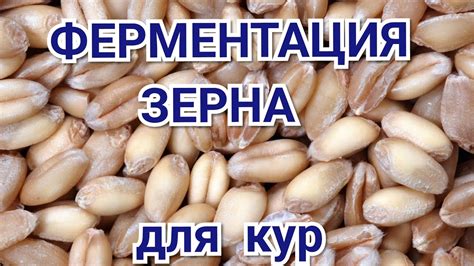 Польза свежего зерна для кур