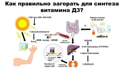 Понижение уровня витамина Д3 как причина поноса