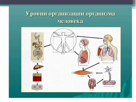 Пониженная активность органов и систем