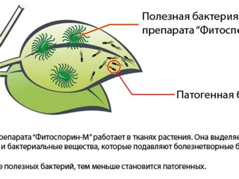 Понятие и принцип действия фитоспорина м