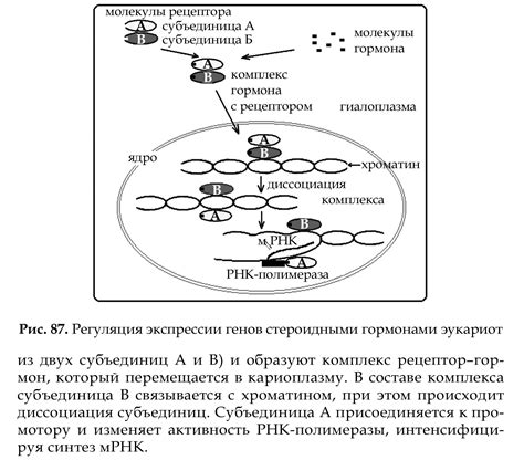 Понятие проходимости генов