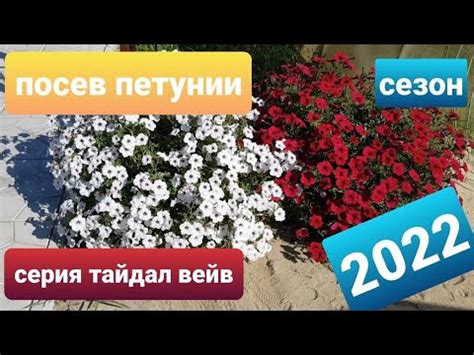 Посев семян петунии тайдал