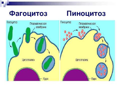 Последствия и значение фагоцитоза и пиноцитоза