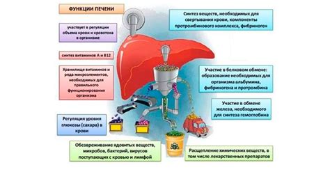 Последствия и реабилитация после печеночной комы: рекомендации врачей