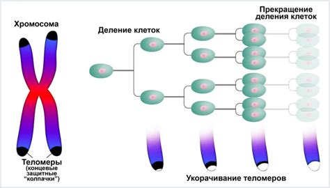 Последствия наличия менее 46 хромосом у человека