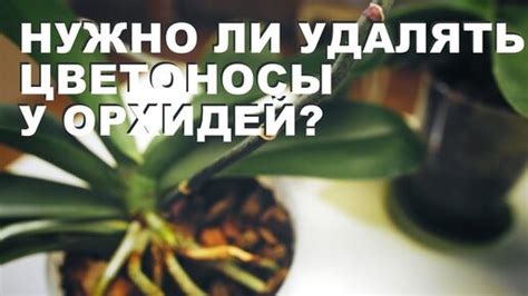 Почему у орхидей при пересадке необходимо удалять цветоносы?