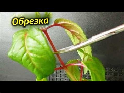 Правила выкапывания фуксии на зиму