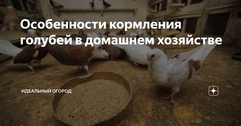 Правила кормления голубей овсом в шелухе