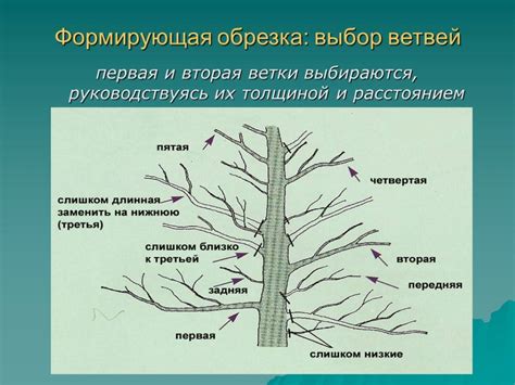 Правила формирования кроны