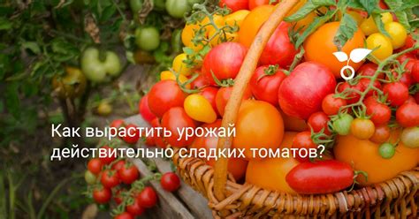 Правильный выбор сладких продуктов