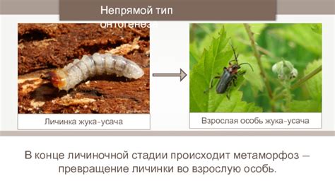 Превращение личинки во взрослого жука