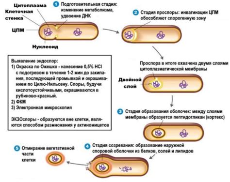 Предотвращение размножения вредоносных микроорганизмов