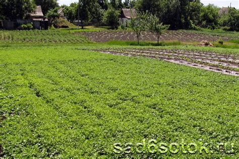 Преимущества горчицы как культуры в тепличных условиях