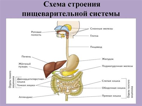 Преимущества для пищеварительной системы