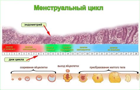 Преимущества зачатия в августе