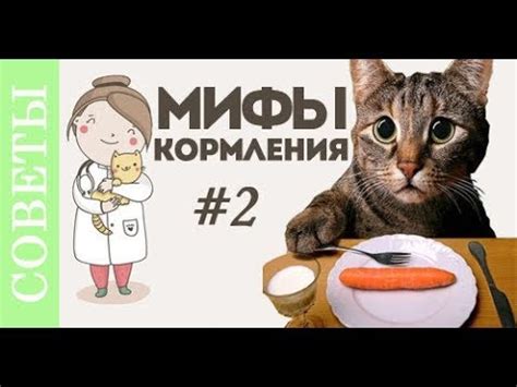 Преимущества козьего молока для кошек