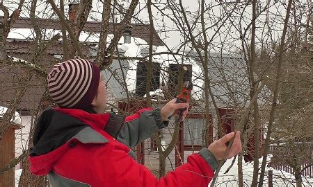 Преимущества обрезки деревьев в Московской области