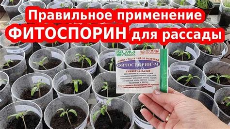 Преимущества смешивания фитоспорина и марганцовки