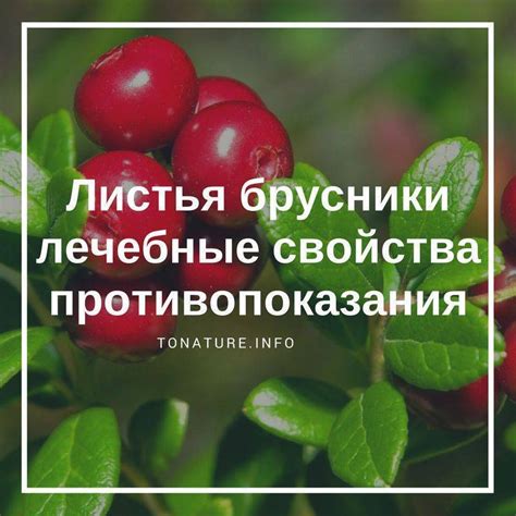 Применение брусничного листа