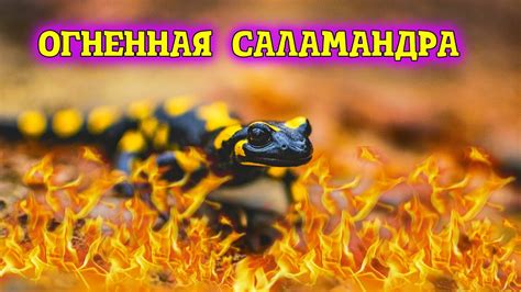 Примеры снов, связанных с саламандрой