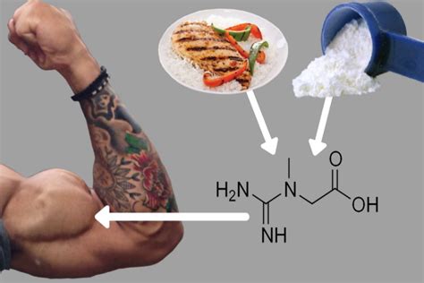 Принцип действия креатина