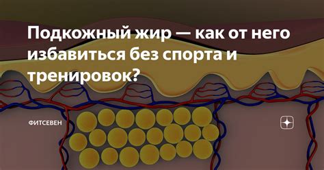 Приспособления к холоду: шерсть и подкожный жир