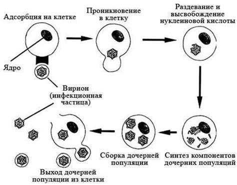 Присутствие вируса в клетке: основные вопросы и ответы