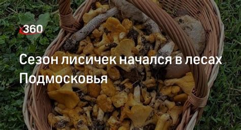 Приходит пора: начался сезон сбора лисичек в Свердловской области