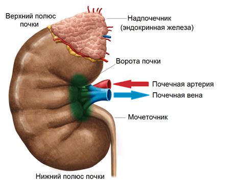 Причины возникновения лопнутой почки