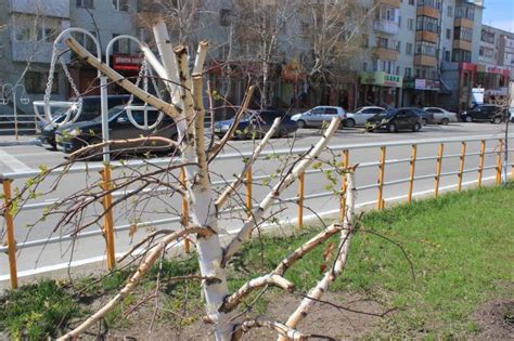 Причины и последствия спила верхушки березы