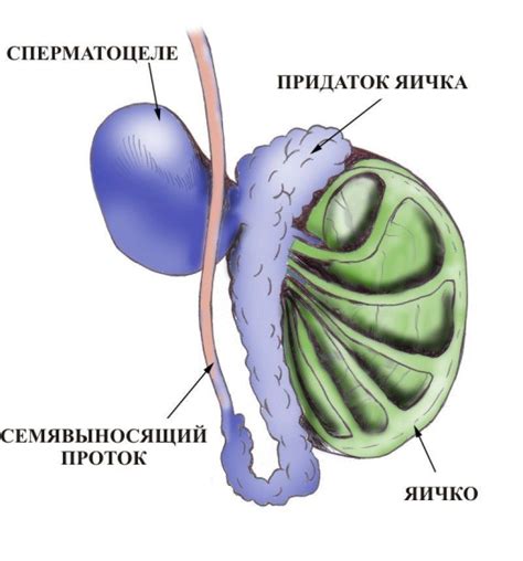 Причины мягкости яичек у мужчин