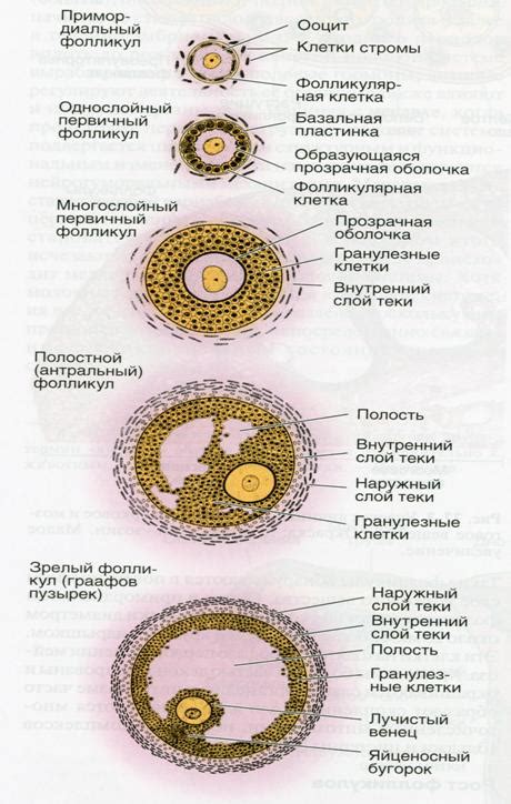 Причины развития доминантного фолликула